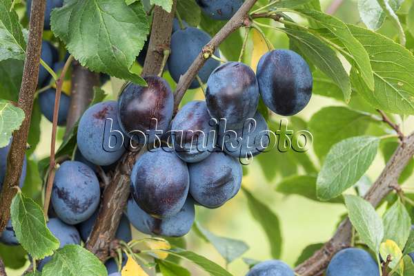 616083 - Prunier cultivé (Prunus domestica 'Elena')