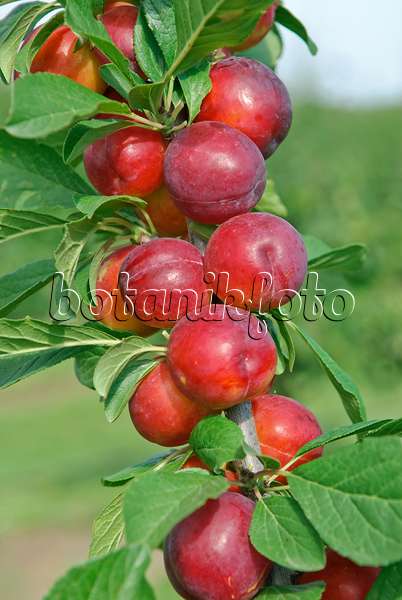 502368 - Prunier cultivé (Prunus domestica 'Emma')