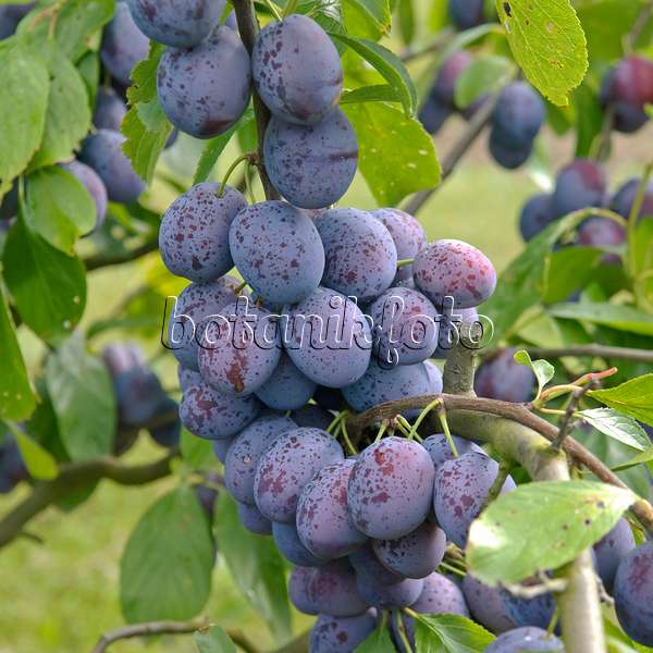 502370 - Prunier cultivé (Prunus domestica 'Hanita')