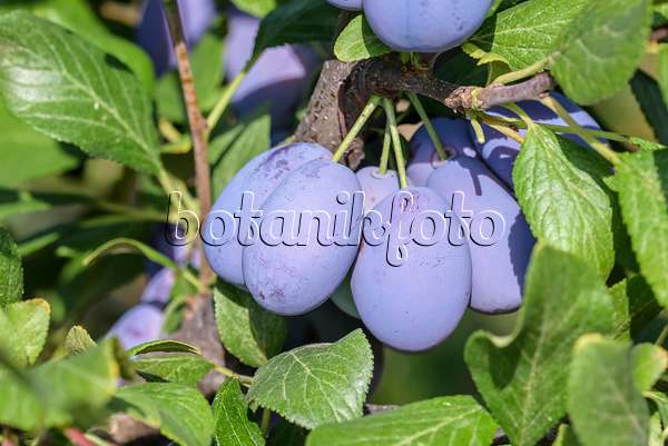 575230 - Prunier cultivé (Prunus domestica 'Haroma')