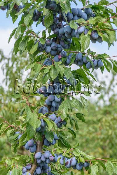 575231 - Prunier cultivé (Prunus domestica 'Haroma')