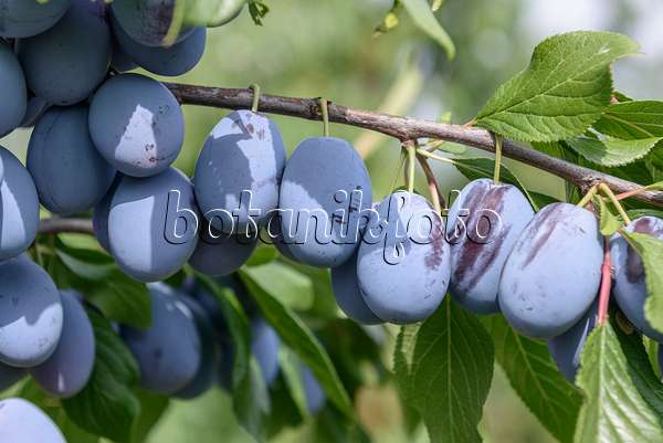 575232 - Prunier cultivé (Prunus domestica 'Haroma')