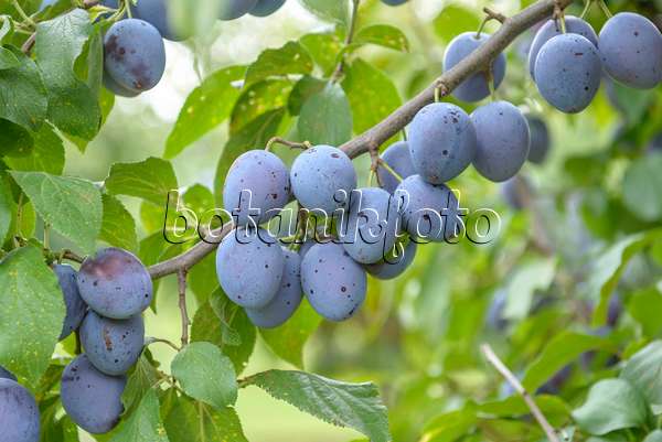 575233 - Prunier cultivé (Prunus domestica 'Hauszwetsche')