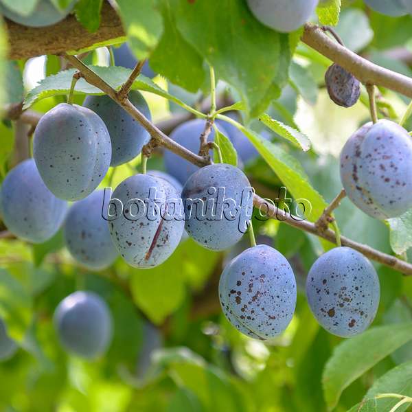 575234 - Prunier cultivé (Prunus domestica 'Italienische Zwetsche')