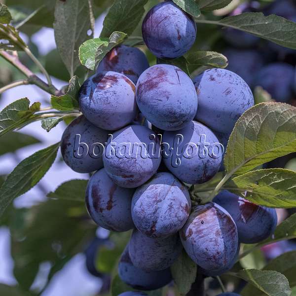 616084 - Prunier cultivé (Prunus domestica 'Italienische Zwetsche')