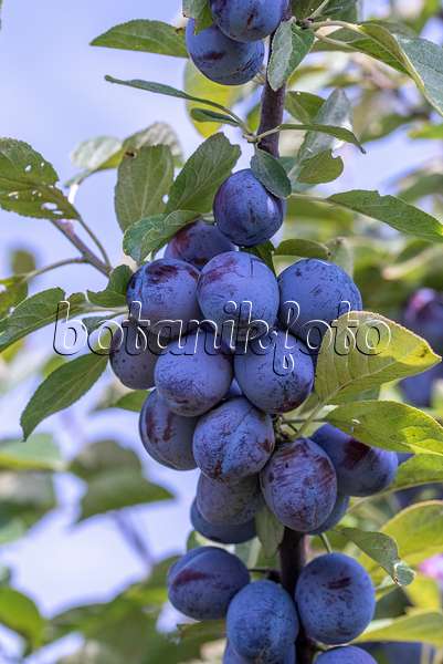 616085 - Prunier cultivé (Prunus domestica 'Italienische Zwetsche')