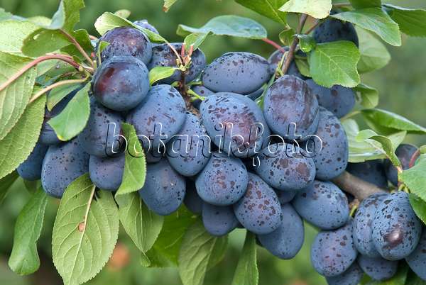 502371 - Prunier cultivé (Prunus domestica 'Jojo')