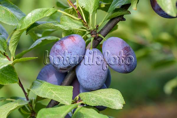 575235 - Prunier cultivé (Prunus domestica 'Jojo')