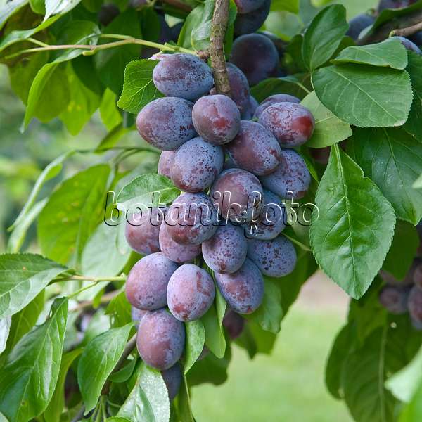502372 - Prunier cultivé (Prunus domestica 'Katinka')