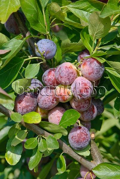 502373 - Prunier cultivé (Prunus domestica 'Opal')