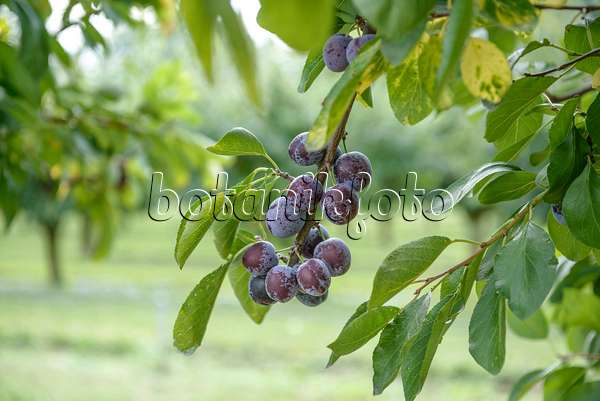 535365 - Prunier cultivé (Prunus domestica 'Opal')