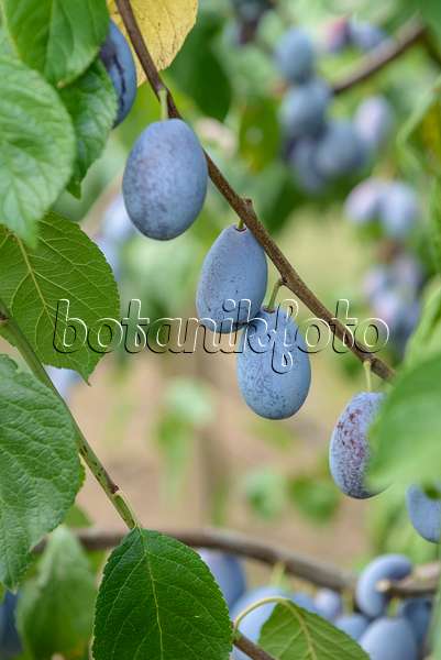575236 - Prunier cultivé (Prunus domestica 'Presenta')