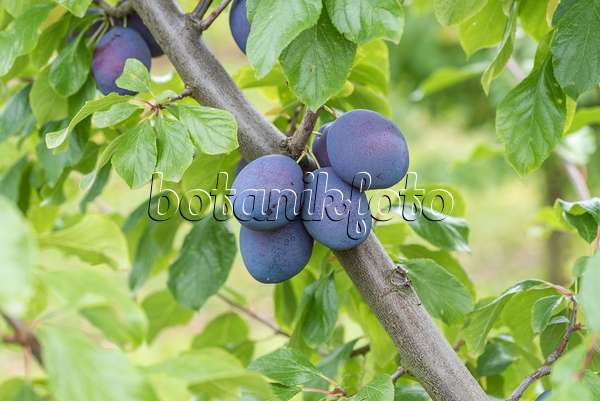 616087 - Prunier cultivé (Prunus domestica 'President')