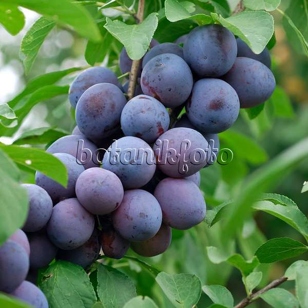 454057 - Prunier cultivé (Prunus domestica 'The Czar')