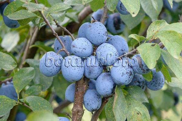 535367 - Prunier cultivé (Prunus domestica 'Top Five') et rouille de prunier (Tranzschelia pruni-spinosae)