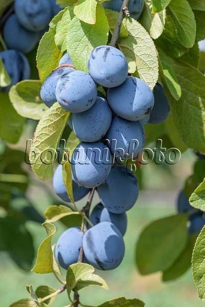 575238 - Prunier cultivé (Prunus domestica 'Topfive')