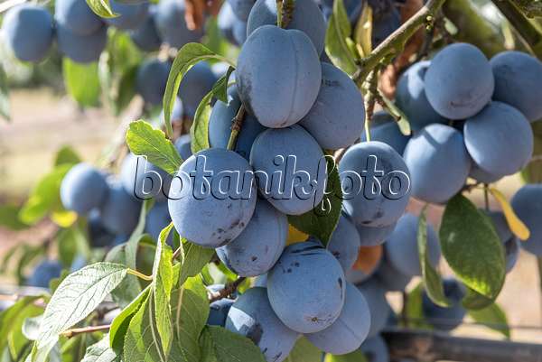 635142 - Prunier cultivé (Prunus domestica 'Topfive')