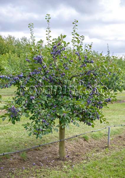 547236 - Prunier cultivé (Prunus domestica 'Topper')