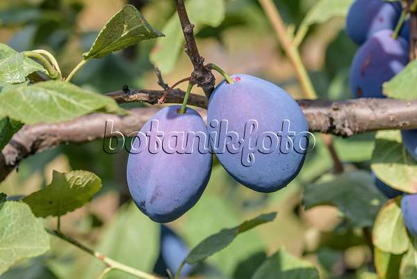 575242 - Prunier cultivé (Prunus domestica 'Topstar Plus')