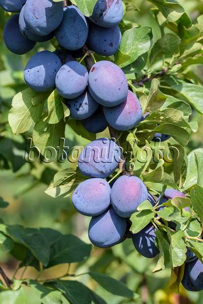 575243 - Prunier cultivé (Prunus domestica 'Toptaste')