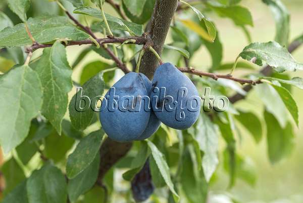 616088 - Prunier cultivé (Prunus domestica 'Valjevka')