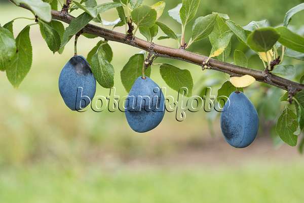 616089 - Prunier cultivé (Prunus domestica 'Valjevka')