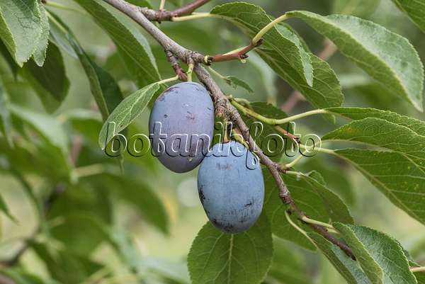 616090 - Prunier cultivé (Prunus domestica 'Zum Felde')