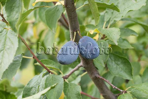 616091 - Prunier cultivé (Prunus domestica 'Zum Felde')