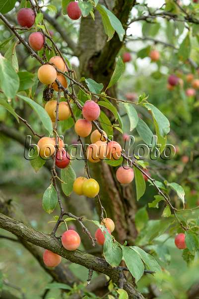 575284 - Prunier japonais (Prunus salicina)