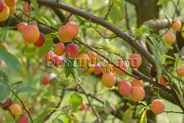 575285 - Prunier japonais (Prunus salicina)