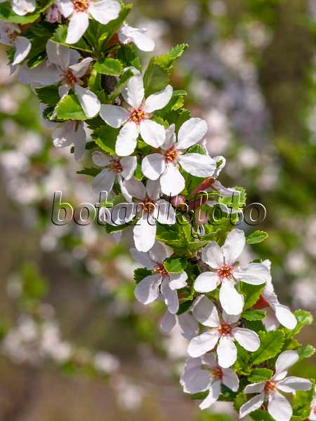 424134 - Prunus amygdaliformis