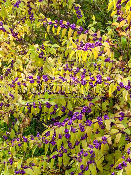 442110 - Purple beautyberry (Callicarpa dichotoma)