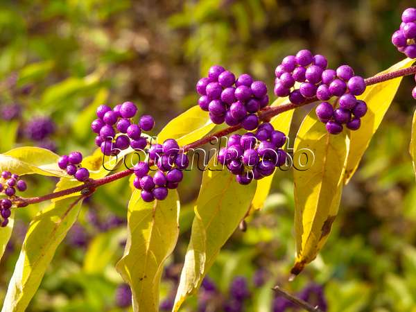 442121 - Purple beautyberry (Callicarpa dichotoma)