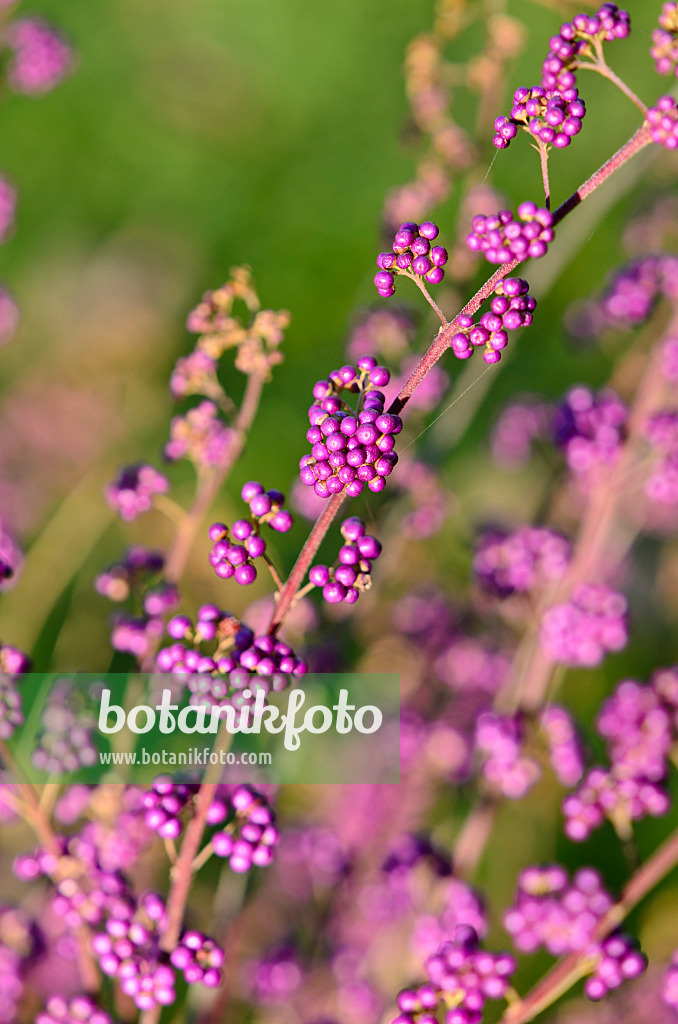 525457 - Purple beautyberry (Callicarpa dichotoma)