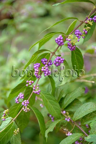 575036 - Purple beautyberry (Callicarpa dichotoma)
