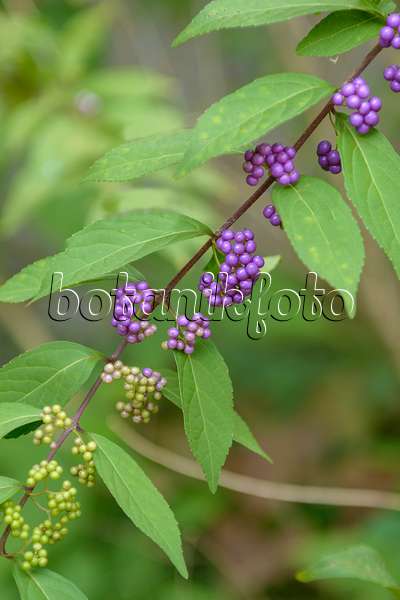 575037 - Purple beautyberry (Callicarpa dichotoma)