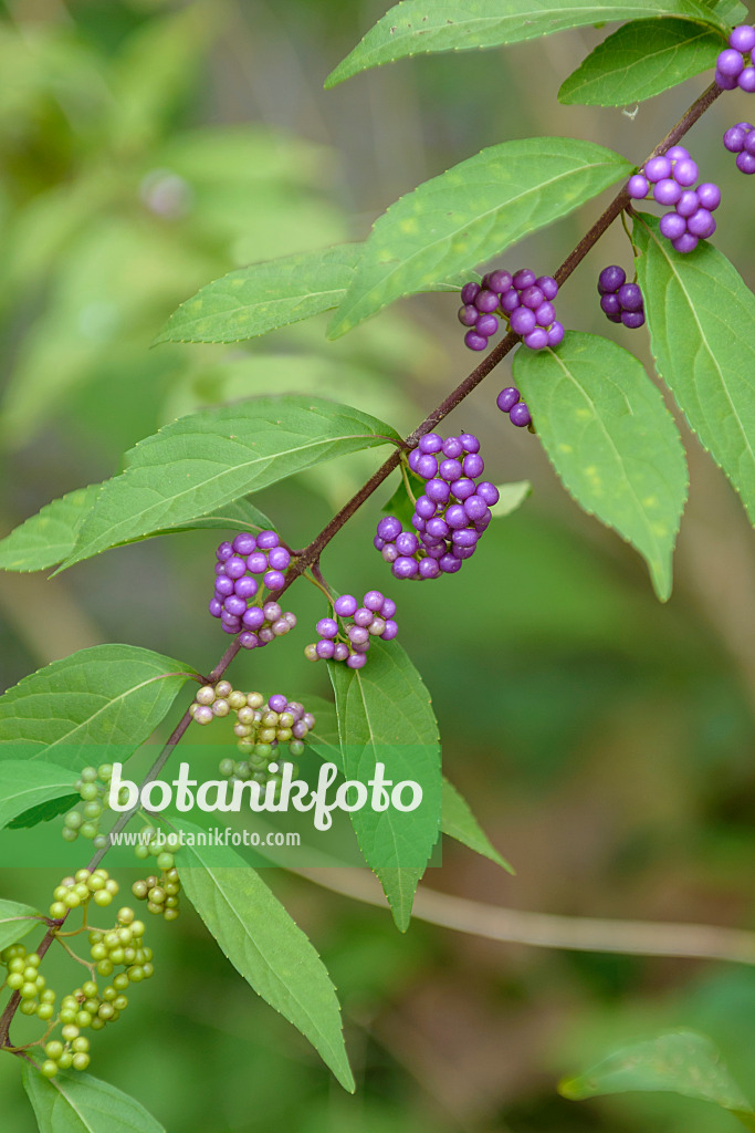 575037 - Purple beautyberry (Callicarpa dichotoma)