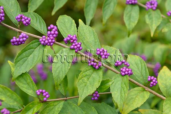 575038 - Purple beautyberry (Callicarpa dichotoma)