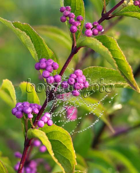 454109 - Purple beautyberry (Callicarpa dichotoma 'Issai')