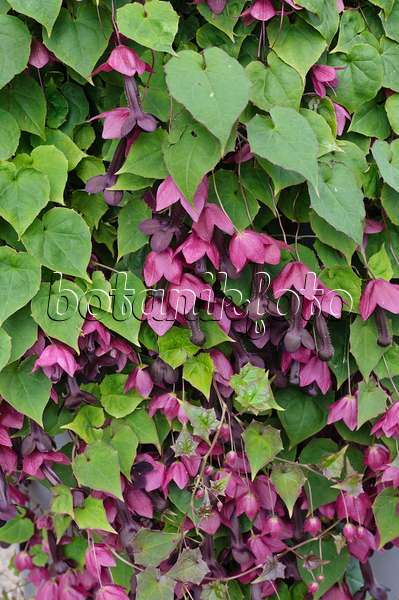 476227 - Purple bell vine (Rhodochiton atrosanguineum)