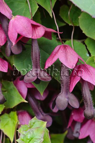 476228 - Purple bell vine (Rhodochiton atrosanguineum)