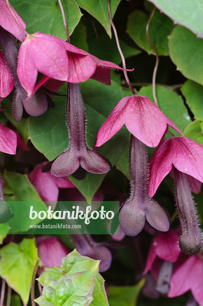 476228 - Purple bell vine (Rhodochiton atrosanguineum)