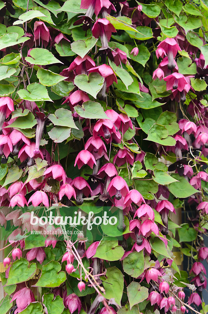 536050 - Purple bell vine (Rhodochiton atrosanguineum)