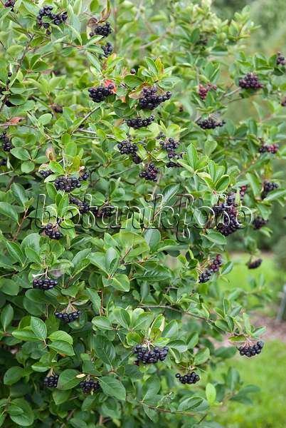 490029 - Purple chokeberry (Photinia x prunifolia 'Aron' syn. Aronia x prunifolia 'Aron')