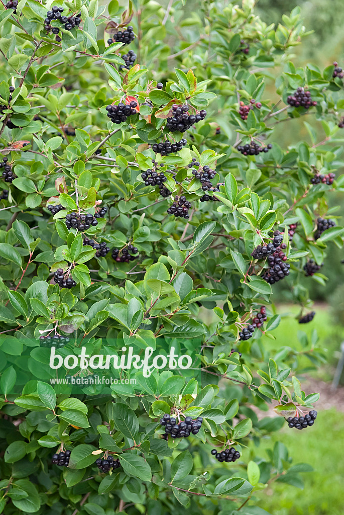 490029 - Purple chokeberry (Photinia x prunifolia 'Aron' syn. Aronia x prunifolia 'Aron')