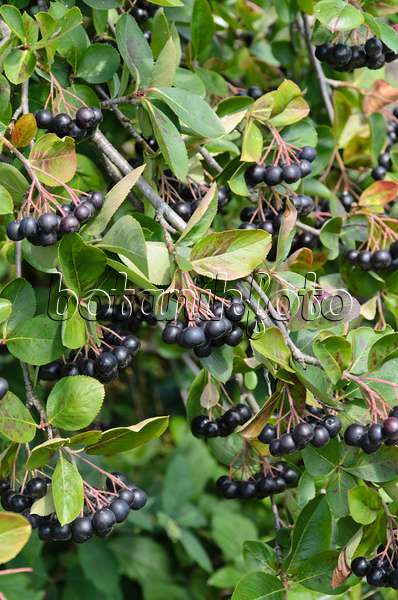 498185 - Purple chokeberry (Photinia x prunifolia syn. Aronia x prunifolia)