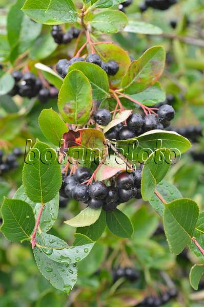 498209 - Purple chokeberry (Photinia x prunifolia syn. Aronia x prunifolia)
