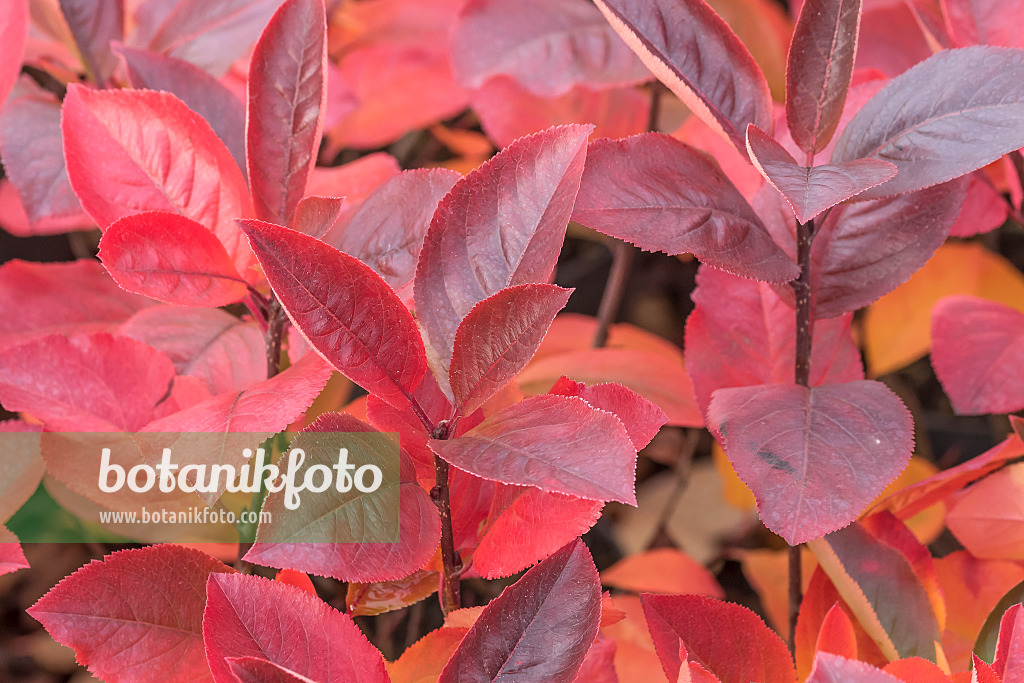 638032 - Purple chokeberry (Photinia x prunifolia 'Nero' syn. Aronia x prunifolia 'Nero')