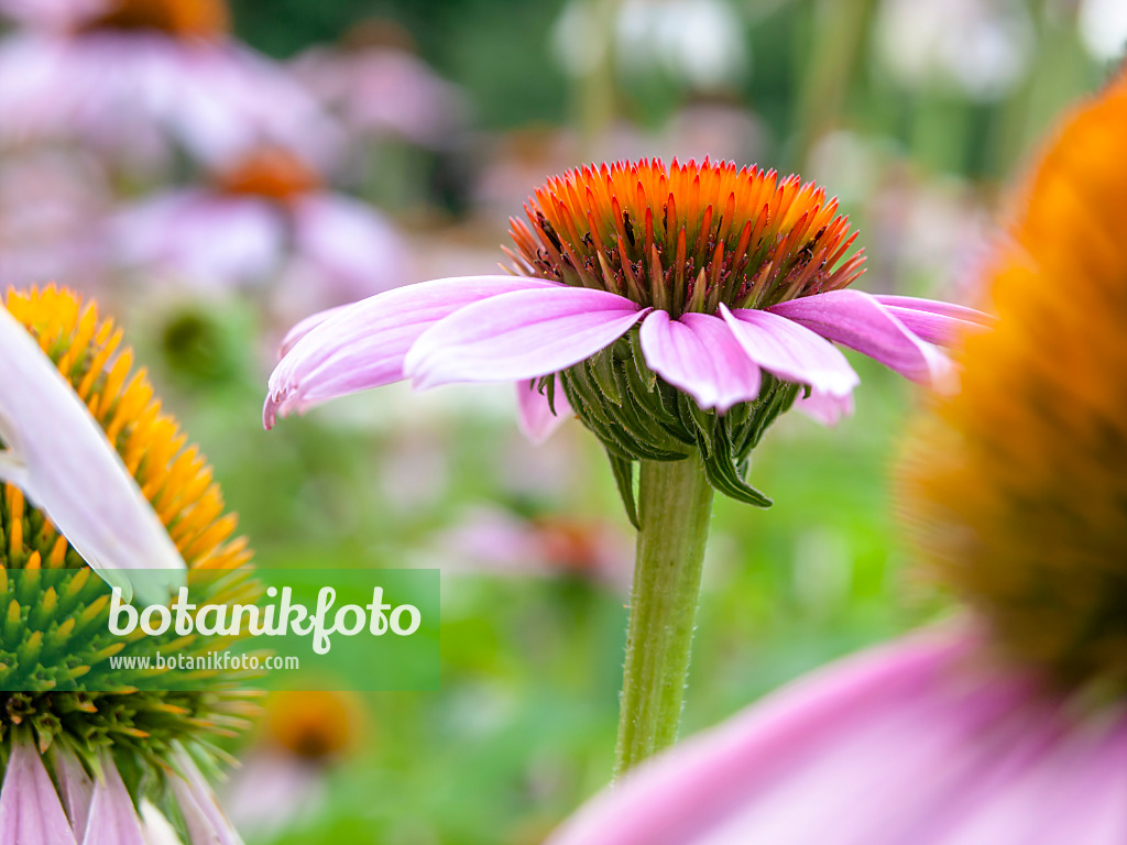 439396 - Purple cone flower (Echinacea purpurea)