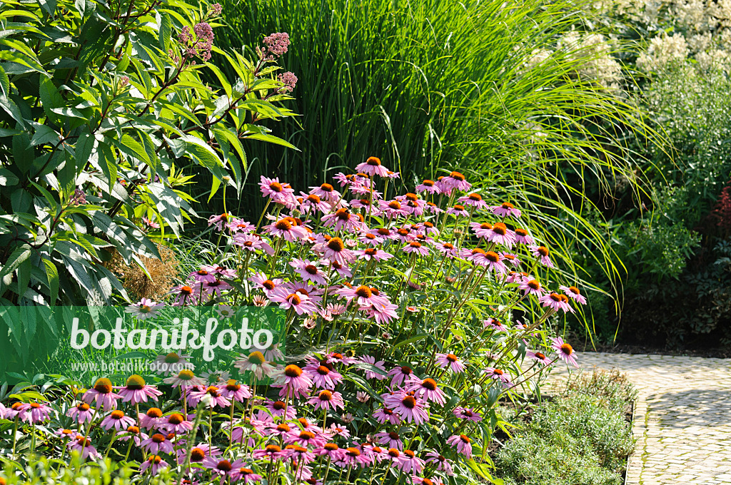 486215 - Purple cone flower (Echinacea purpurea)